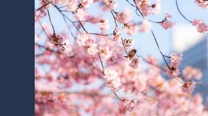 Il giardino più bello del mondo è in Italia. Ed è a un'ora da Roma