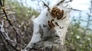 È uno degli insetti più pericolosi d'Italia, non bisogna avvicinarsi né toccarlo
