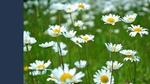 Come aprire un'erboristeria: requisiti e costi. La guida rapida