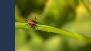Questi insetti possono pungerti senza lasciare alcun segno