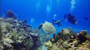 Datteri di mare, cosa sono, prezzo e perché sono vietati