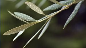 Come benedire l'ulivo per la Domenica delle Palme 2021?