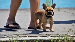 Si può portare il cane in spiaggia?