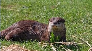 Visone americano avvistato in Sardegna: minaccia per l'Italia secondo la Forestale