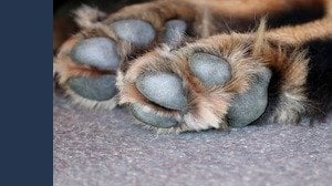 Coronavirus e cani: come disinfettare le zampe dopo la passeggiata
