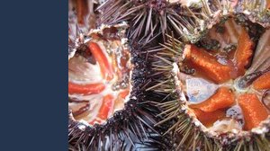 Ricci di mare, occhio a non pescarli: ecco cosa si rischia