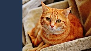 Come vendere un gatto: le regole da seguire per non commettere un illecito