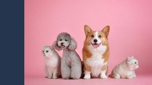 Successione, anche cani e gatti del defunto rientrano nell'eredità