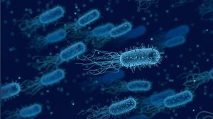 Vírus bacteriano no Japão, esta doença é X?  Registre infecções, o que acontece