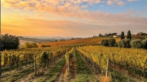 Esenzione IMU terreni agricoli, cosa cambia nel 2026?