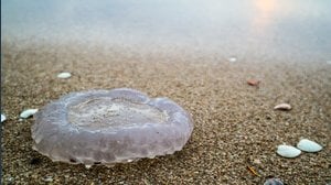 Non è legale uccidere le meduse in Italia: attenzione alle multe