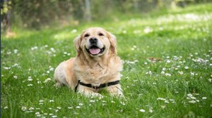 Detrazione spese acquisto cane guida e mantenimento: novità e importi 2025