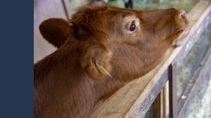 Aviaria negli allevamenti di mucche, c'è da preoccuparsi?