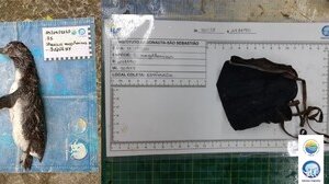 Pinguino muore a causa di una mascherina: la triste storia dell'inquinamento Covid