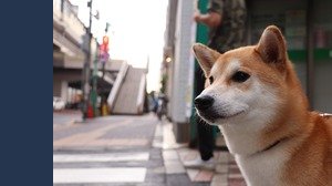 Come investire in Dogecoin