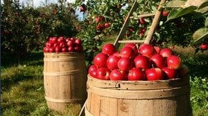 Bonus agricoltura, nel decreto Carburanti nuovi aiuti anche per l'acquisto di fertilizzanti