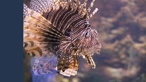 Pesce scorpione in Italia, dove si trova e quanto è pericoloso