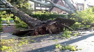 Caduta alberi: chi è responsabile e chi paga i danni?