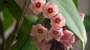 Questa pianta fa diventare poveri. Ecco perché non dovresti averla in casa