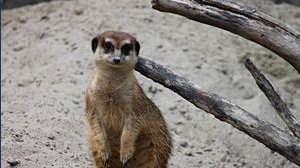 Suricato a Roma: cos'è, si possono tenere in Italia? Cosa dice la legge