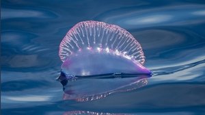 Allarme meduse, la Caravella portoghese arriva in Italia: «tentacoli urticanti e velenosi». Cosa fare se si viene punti