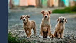 Vietato tenere cani e gatti su terrazze o balconi. Fino a 200.000 euro di multa in questo Paese
