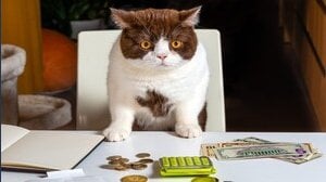 Testamento cane e gatto: come lasciare l'eredità al proprio animale