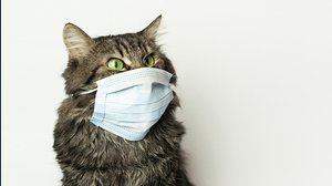 Gatto positivo al coronavirus: primo caso di contagio in Belgio