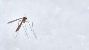 Una malattia insidiosa si sta diffondendo In Italia e Spagna 