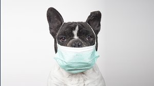 Assicurazione cani: perché e quando conviene