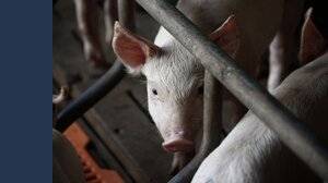 Bonus agricoltura, quali contributi si possono richiedere nel 2026