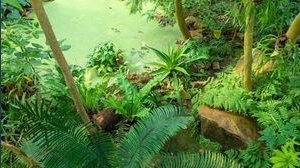 L'UE scoraggia la deforestazione, vietando le merci provenienti dalle foreste pluviali danneggiate