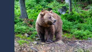 Quanti sono gli orsi in Italia e dove trovarli
