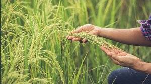Chi sono i re dell'agricoltura cinese