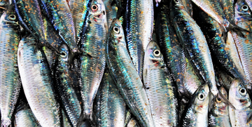 Movimento delle sardine tra elezioni regionali e proposte di legge