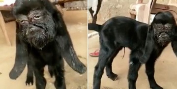 Capra con faccia umana: il video e le foto shock