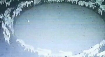 Perché le pecore girano in cerchio? Cosa potrebbe celarsi dietro l'ultimo mistero del web