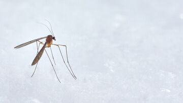 Dengue in Italia, lista Regioni a rischio e il piano del governo