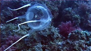 Cubomedusa: cos'è, dove si trova e rischi 