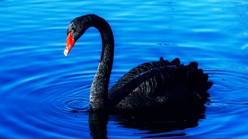 I 5 cigni neri del 2022