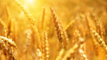 Il frumento e le nuove sfide dell'agroalimentare nel Mediterraneo