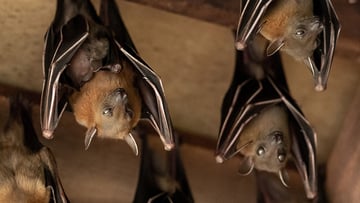 Khosta-2, allarme per il nuovo virus scoperto in un pipistrello: “Infetta l'uomo e resiste ai vaccini, è una minaccia globale”