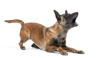 Cosa fare se il cane del vicino abbaia continuamente?
