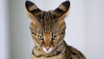 Cosa fare se il gatto del vicino entra in casa mia?