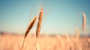 Si può vivere su un terreno agricolo?