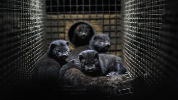 Torna l'influenza aviaria, focolaio in un allevamento: possibile il salto di specie?