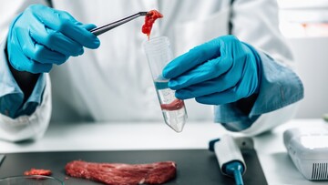 Stop alla carne sintetica, il governo Meloni prepara multe fino a 60mila euro: può davvero fermare il cibo in provetta?