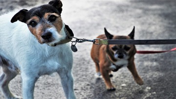 Gli animali domestici possono ereditare?