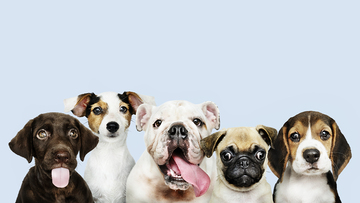 Riduzione Iva per veterinario e pet food con la riforma fiscale