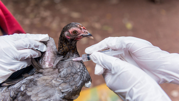 Perché la prossima pandemia sarà causata dall'aviaria